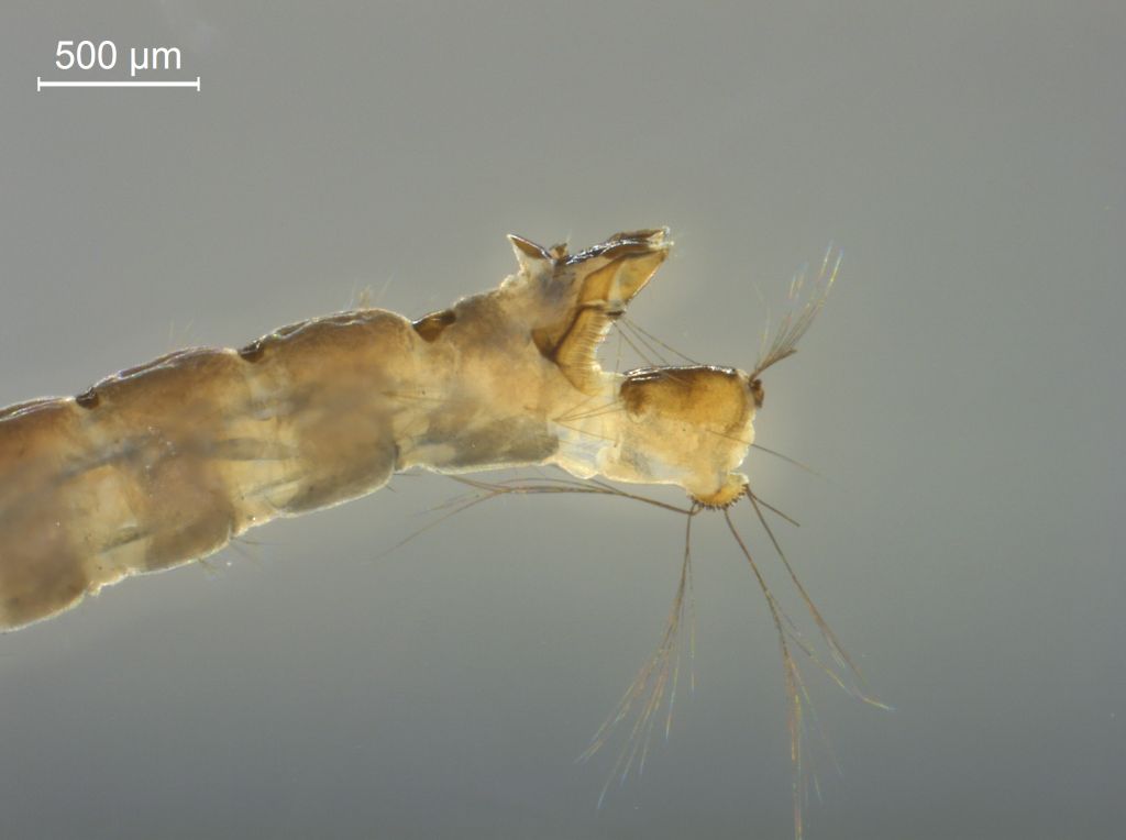 Anopheles claviger